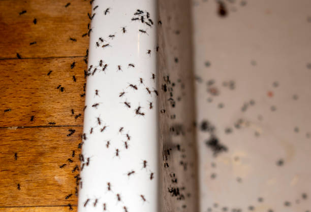 Best Local Pest Control Services  in Throop, PA