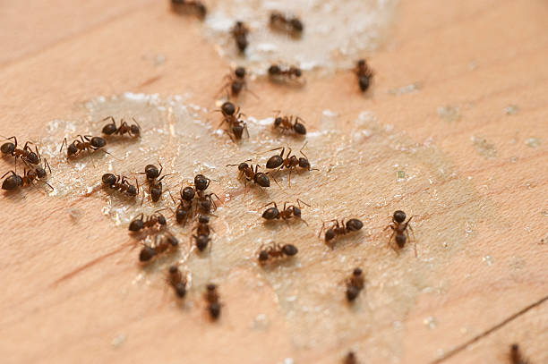 Best Local Pest Control Services  in Throop, PA